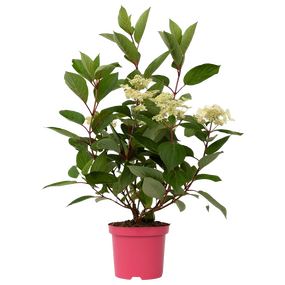 Hydrangea Paniculata 'Pluimhortensia' - afbeelding 3