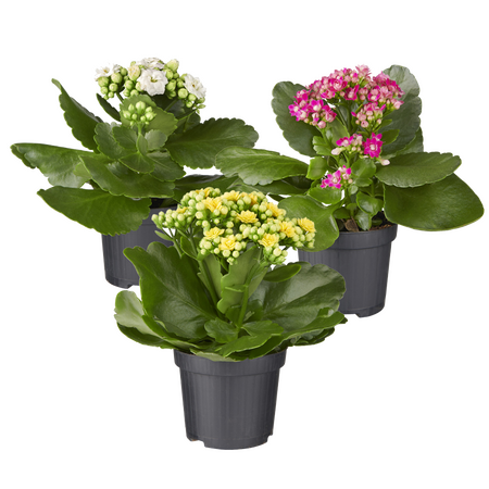 kalanchoe