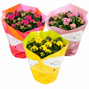 Kalanchoe div. kleuren