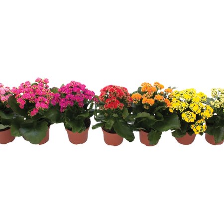 Kalanchoe div. Soorten - afbeelding 1