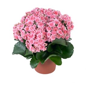 Kalanchoe div. Soorten - afbeelding 2