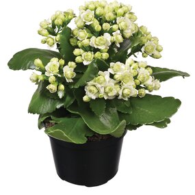 Kalanchoe div. Soorten - afbeelding 3