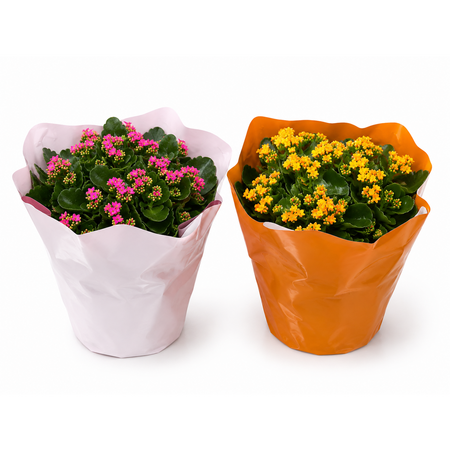 Kalanchoe div. Soorten