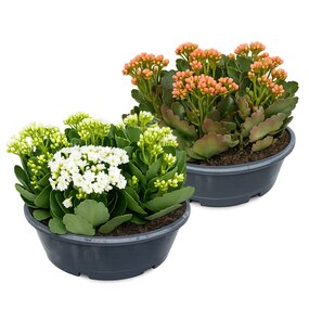 Kalanchoe in schaal