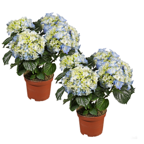 Kamer hortensia - afbeelding 2