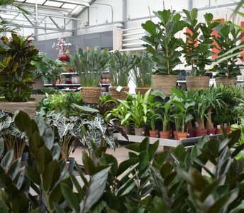 Kamerplanten