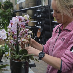 Kamerplanten op- en verpotten