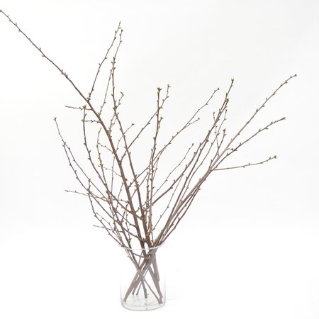 Kersenbloesem - afbeelding 1