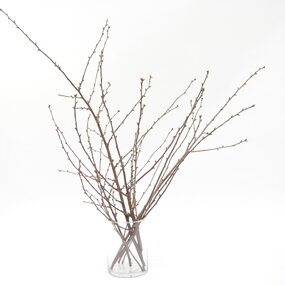 Kersenbloesem - afbeelding 1