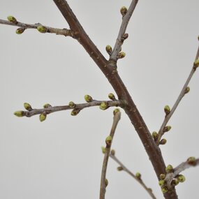 Kersenbloesem - afbeelding 2