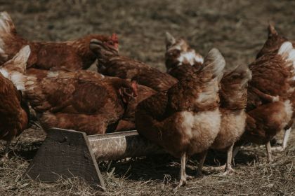 Kippenvoer