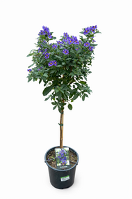 Kuipplant op stam, div. soorten