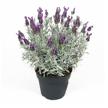 Lavandula stoechas