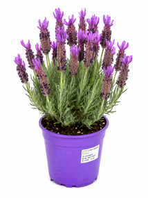 Lavandula stoechas, vanaf