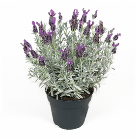 Lavandula stoechas, vanaf