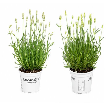 Lavandula wit