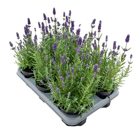 Lavendel 6st. per tray