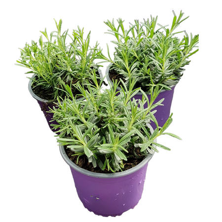 Lavendel 6st. per tray