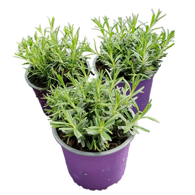 Lavendel 6st. per tray