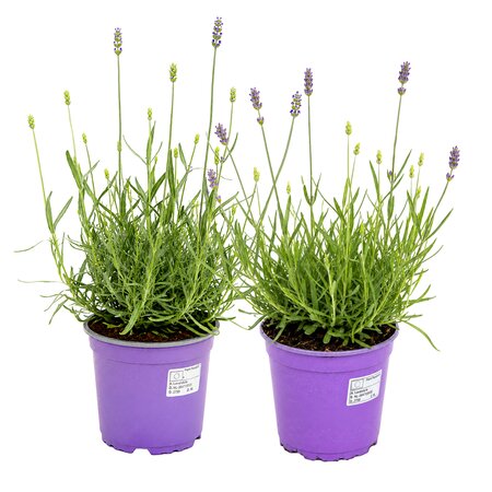 Lavendula