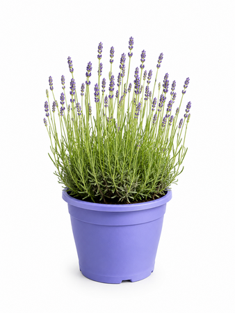 Lavendula in terraspot