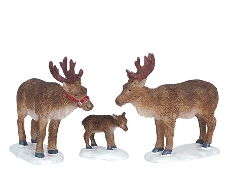 REINDEER