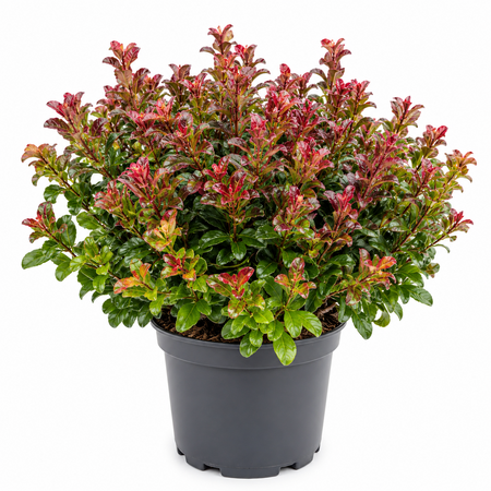 Leucothoe curly red