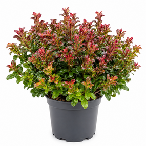Leucothoe curly red