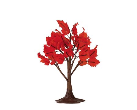 MAPLE TREE, MEDIUM