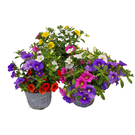 Millionbells ''Calibrachoa''