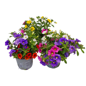 Millionbells ''Calibrachoa''