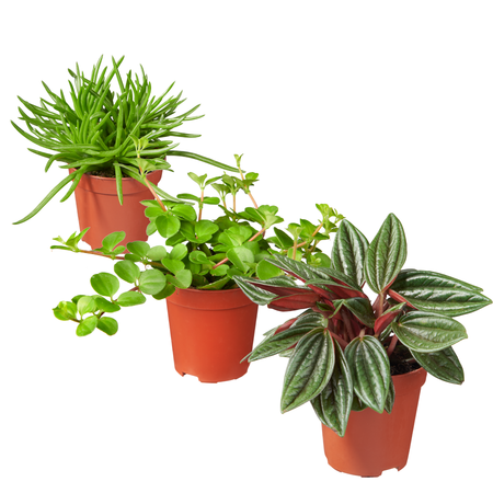 Miniplantjes - afbeelding 1