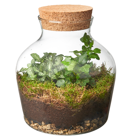 Miniplantjes - afbeelding 2