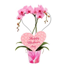 Moederdag orchidee arrangement