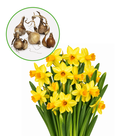 Narcis mini tete a tet