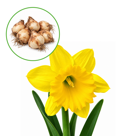 Narcis trompet 15 st