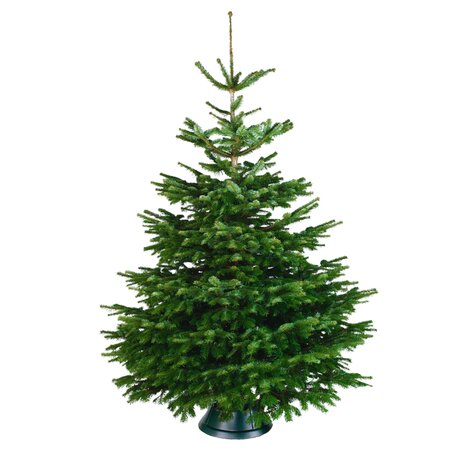 Nordmann gezaagd 140 - 175cm