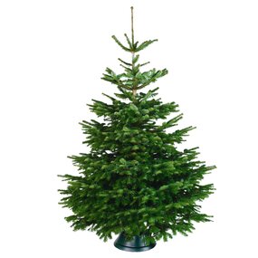 Nordmann gezaagd 140 - 175cm