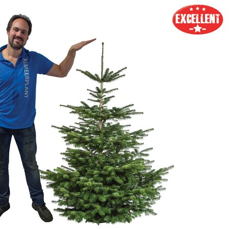 Nordmann gezaagd excellent B 140-170 cm - afbeelding 1