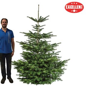 Nordmann gezaagd excellent D 200-210 cm - afbeelding 1