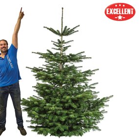 Nordmann gezaagd excellent F 210-225 cm - afbeelding 1