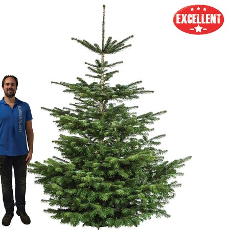 Nordmann gezaagd excellent G 225-250 cm - afbeelding 1