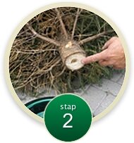 Nordmann gezaagd excellent G 225-250 cm - afbeelding 3