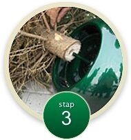 Nordmann gezaagd excellent G 225-250 cm - afbeelding 4