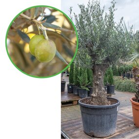Olijfboom - Olea europaea - +/- 210cm