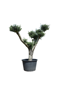 Olijfboom - Olea europaea Bonsai - 220cm