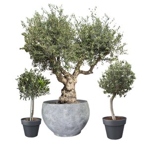 Olea Europaea, vanaf