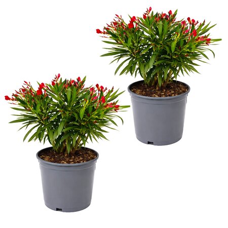 Oleander struik, vanaf