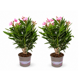 Oleander struik, vanaf