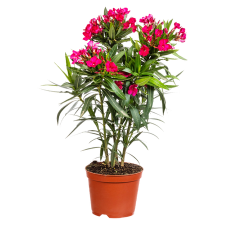 Oleander, vanaf